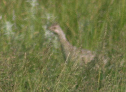 Hen